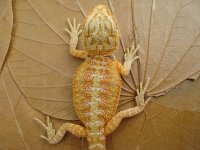 DSC02115.jpg