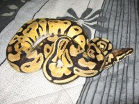 my lemon male 2.JPG