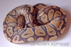 560 GRAM MALE GHOST_edited-2 (800 x 532) (640 x 426).jpg