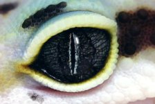 leoeye1.jpg