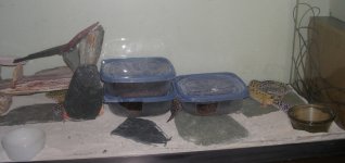 -0044pic.JPG
