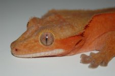 1 A red gecko 036 (640 x 426).jpg