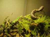 hoggie and lizard.jpg