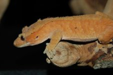 1 A CLARK GECKO 228 (640 x 426).jpg