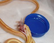 pecan_feeding_1.jpg