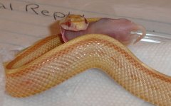 pecan_feeding_2.jpg