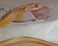 pecan_feeding_3.jpg
