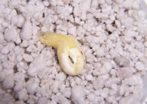 misoegg.jpg