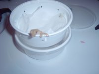 crested gecko set ups 007.jpg
