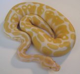 10Albino0801_1.jpg