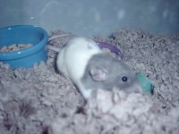 blue rat pic 002.jpg