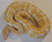 10Albino0801_2.jpg