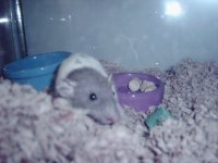 blue rat pic 004.jpg