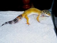#2gecko.jpg