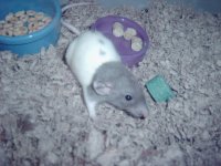 blue rat pic 005.jpg