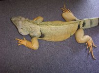 adoption3.jpg