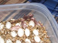Ambilobe hatching 8.JPG