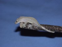 ! 1-18 Grey crestie..jpg