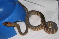 20080311womahatch4.JPG