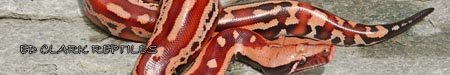 1 A Bloods Females 015.jpg