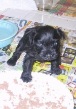 Puppyfood.JPG