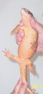 rustybelly.jpg