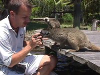 Brown Lemur 1.jpg