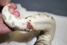 Terry Butter 7-26-08 apparent prolapse.JPG