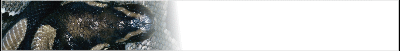 ballpython-banner_b2.gif