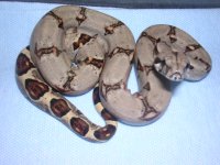 albino speckled,baby boa,knoblocki 012.jpg