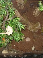terrarium-002.jpg