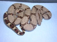 albino speckled,baby boa,knoblocki 015.jpg