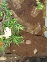 terrarium-003.jpg