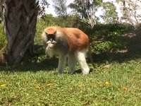Patas.JPG