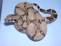 albino speckled,baby boa,knoblocki 010.jpg