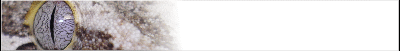 gecko-banner_b13.gif