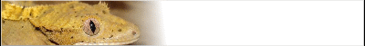 gecko-banner_b12.gif