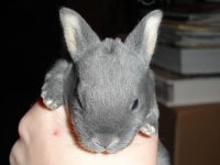 bunnybaby.jpg