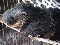 Binturong 1.JPG