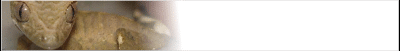 gecko-banner_b15.gif