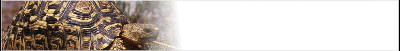 tort-banner_b4.gif