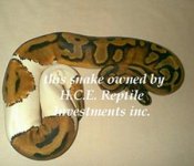 pied_Hce_1.jpg