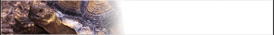 tort-banner_b6.gif