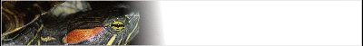 tort-banner_b2.gif