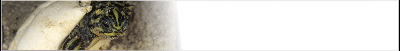 tort-banner_b3.gif
