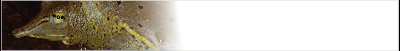tort-banner_b5.gif