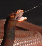 cobra-spit.jpg