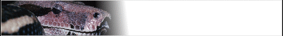 boa-banner_b.gif