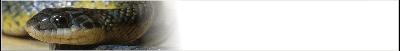 garter-banner_b2.gif