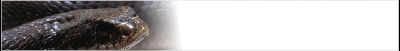 hognose-banner_b.gif